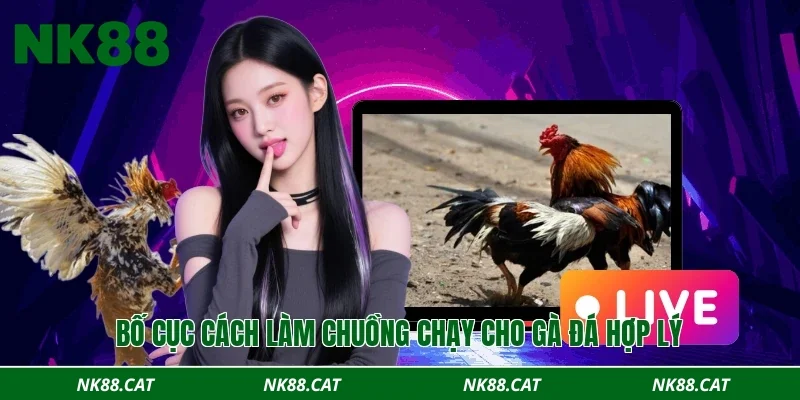 Bố cục cách làm chuồng chạy cho gà đá hợp lý