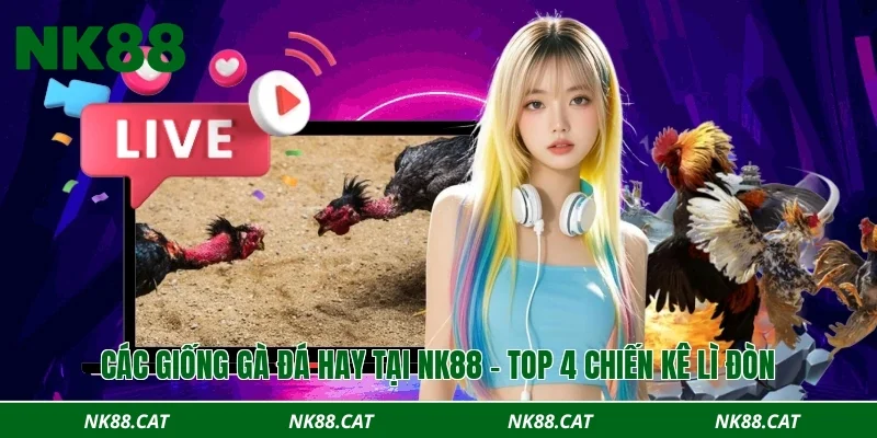 Các giống gà đá hay tại NK88 – Top 4 chiến kê lì đòn