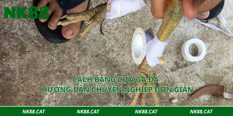Cách băng cựa gà đá - Hướng dẫn chuyên nghiệp đơn giản