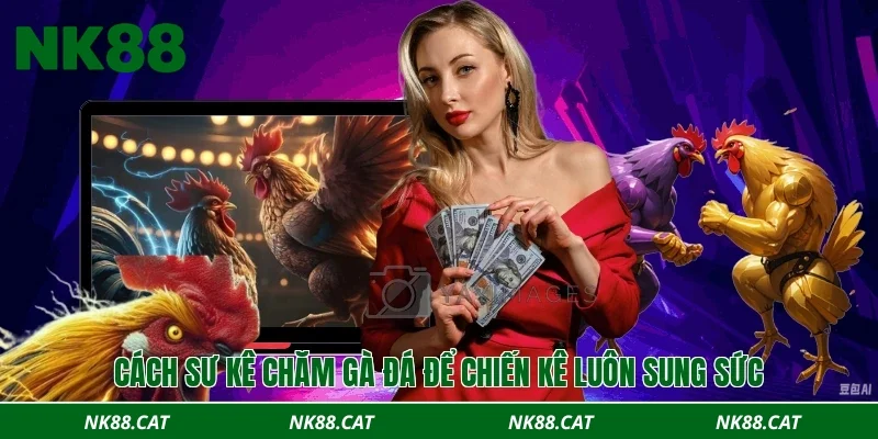 Cách sư kê chăm gà đá để chiến kê luôn sung sức