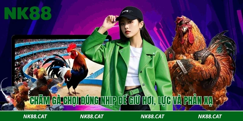 Chăm gà chọi đúng nhịp để giữ hơi, lực và phản xạ