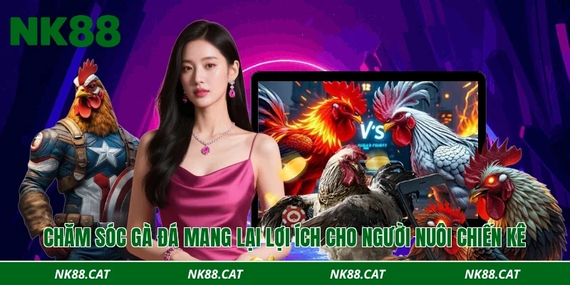 Chăm sóc gà đá mang lại lợi ích cho người nuôi chiến kê