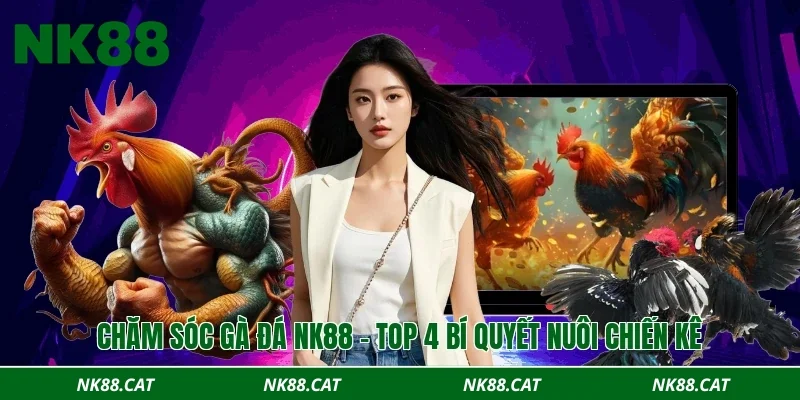 Chăm sóc gà đá NK88 – Top 4 bí quyết nuôi chiến kê