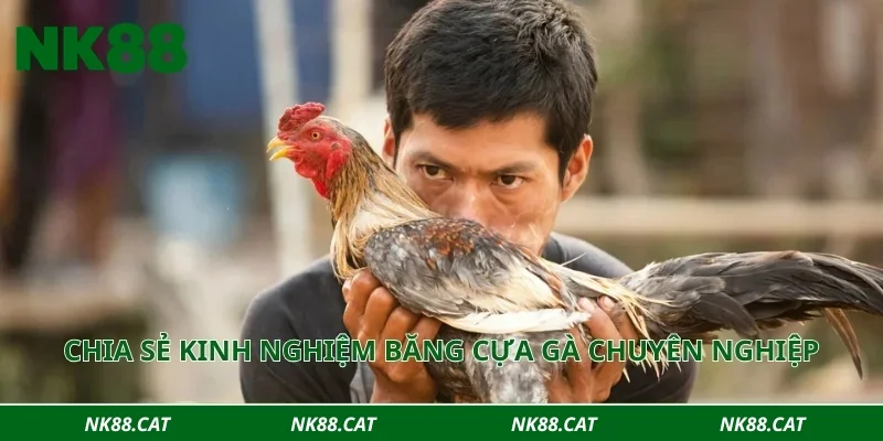 Chia sẻ kinh nghiệm băng cựa gà chuyên nghiệp