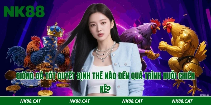 Giống gà tốt quyết định thế nào đến quá trình nuôi chiến kê?