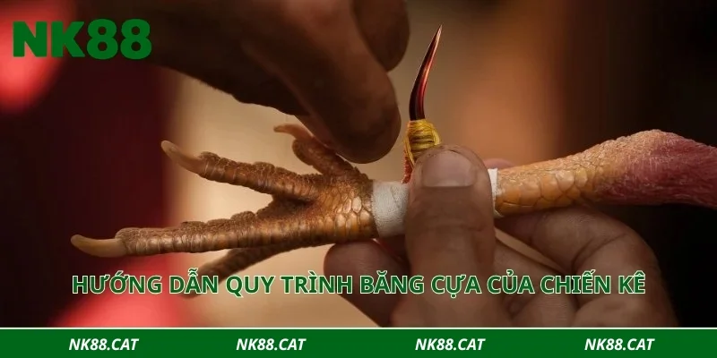 Hướng dẫn quy trình băng cựa của chiến kê