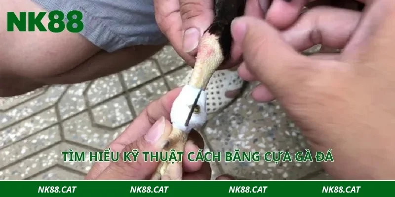 Tìm hiểu kỹ thuật cách băng cựa gà đá
